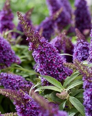 Buddleja 'Empire Blue' 3 Litre