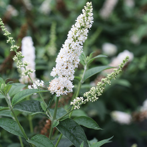 Buddleja Fallowiana Alba 3 Litre