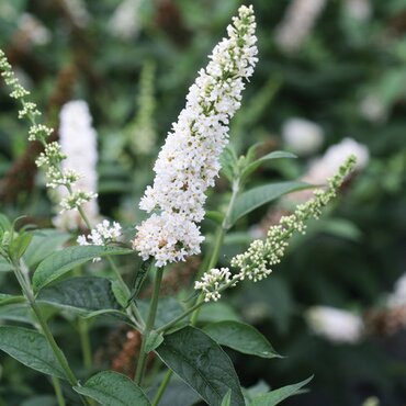 Buddleja Fallowiana Alba 3 Litre