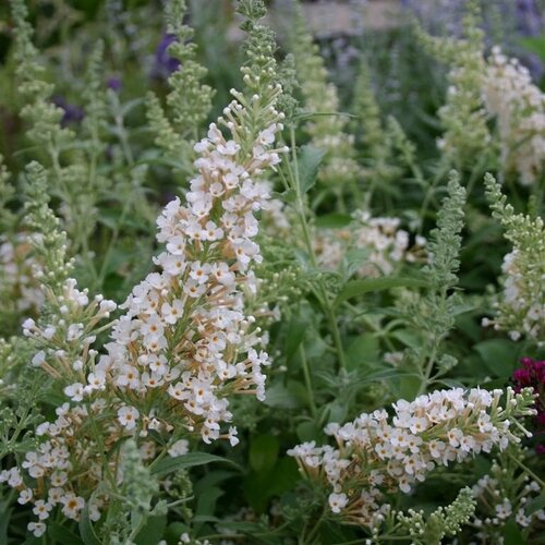 Buddleja Fallowiana Alba 3 Litre - image 1
