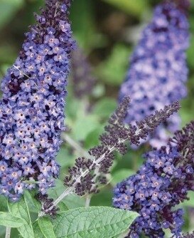 Buddleja Fallowiana Lochinch 3 litre