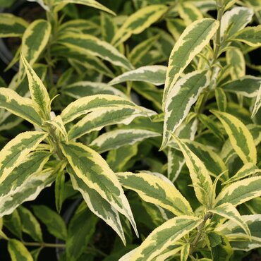 Buddleja Harlequin 3 Litre