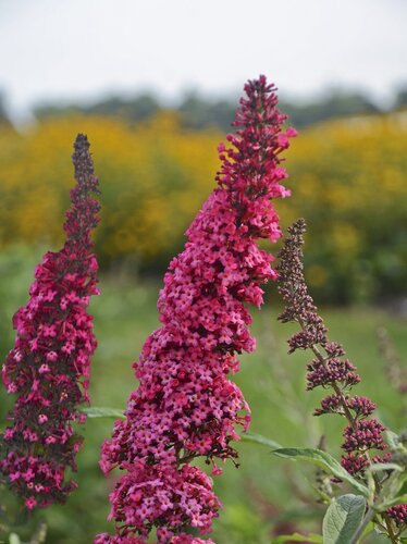 Buddleja Monarch Prince Charming 3 Litre - image 1