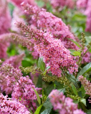 Buddleja Pink Delight 3 Litre - image 1