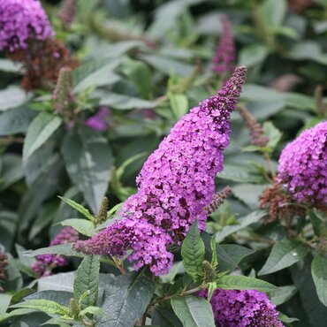 Buddleja Pugster Orchid 3 Litre