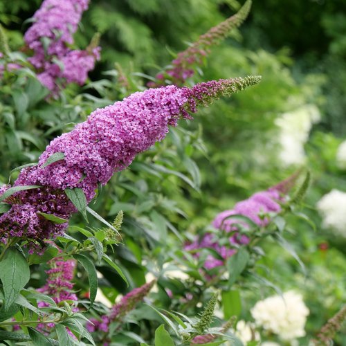 Buddleja Pugster Pinker 3 Litre