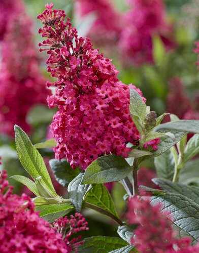 Buddleja 'Royal Red' 3 Litre