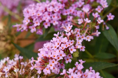 Buddleja 'Summer Lounge'® Purple Lion 3 Litre