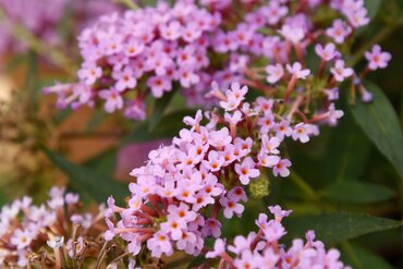 Buddleja 'Summer Lounge'® Purple Lion 3 Litre
