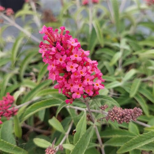 Buddleja 'Summer Lounge'®Rose Heinje 3 Litre