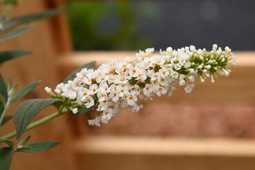 Buddleja 'Summer Lounge'® White Swan 3 Litre