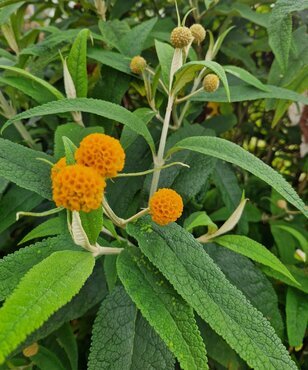 Buddleja weyeriana Sungold 2.3 Litre