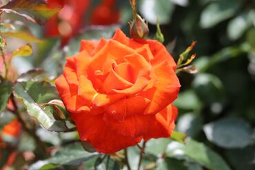 Burning Desire Bush Rose 3 Litre