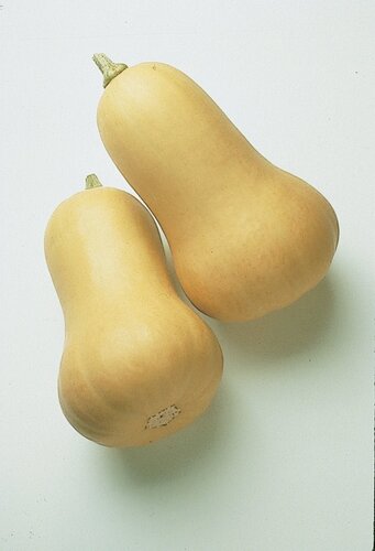 Butternut Squash 9cm