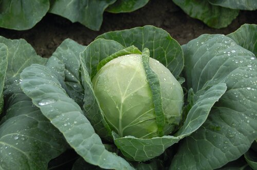 Cabbage April 6 Pack