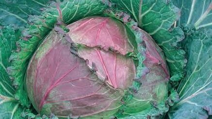 Cabbage January King 6 Pack