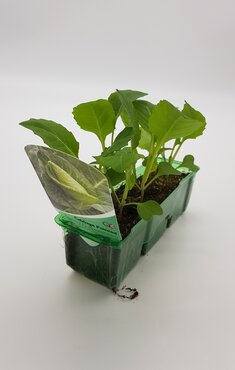 Cabbage Pointed Regency F1 Pack