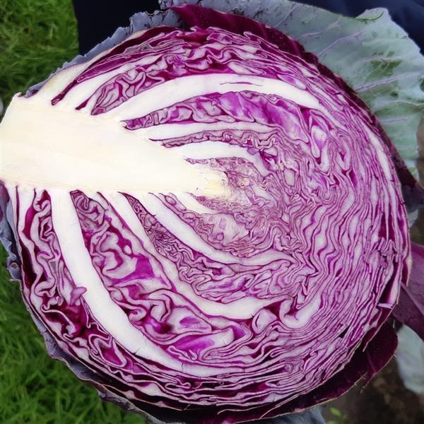 Cabbage Red Drumhead 6 Pack Stewarts Garden Centre