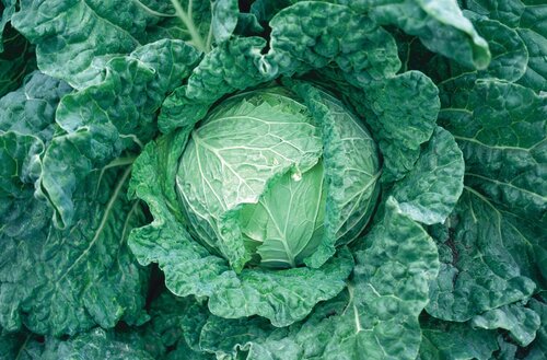 Cabbage (Savoy) Best of All 6 Pack