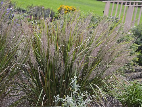 Calamagrostis Brachytricha 3 Litre