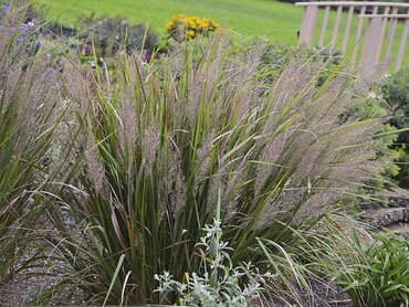 Calamagrostis Brachytricha 3 Litre