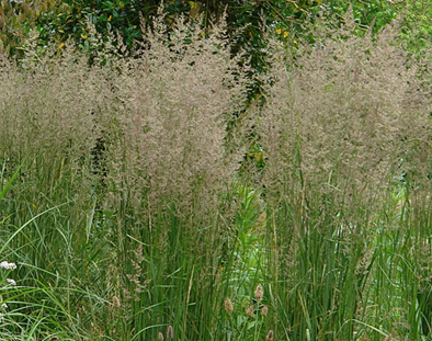 Calamagrostis Karl Foerster 2 Litre