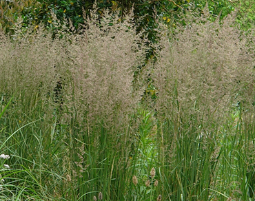 Calamagrostis Karl Foerster 3 Litre