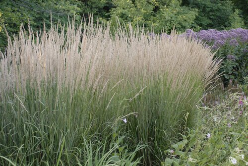 Calamagrostis Karl Foerster 4.6 Litre