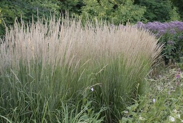 Calamagrostis Karl Foerster 4.6 Litre