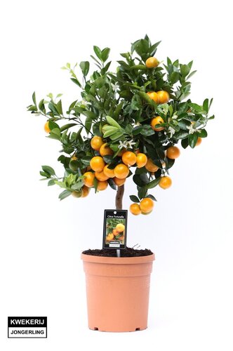 Calamondium standard 19cm