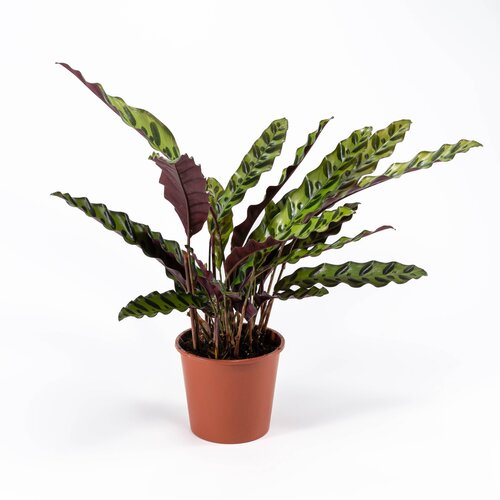 Calathea Insignis 14cm