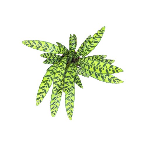 Calathea Lancifolia 17cm