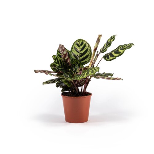 Calathea Makoyana 14cm
