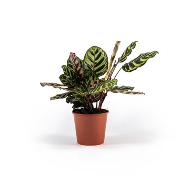 Calathea Makoyana 14cm