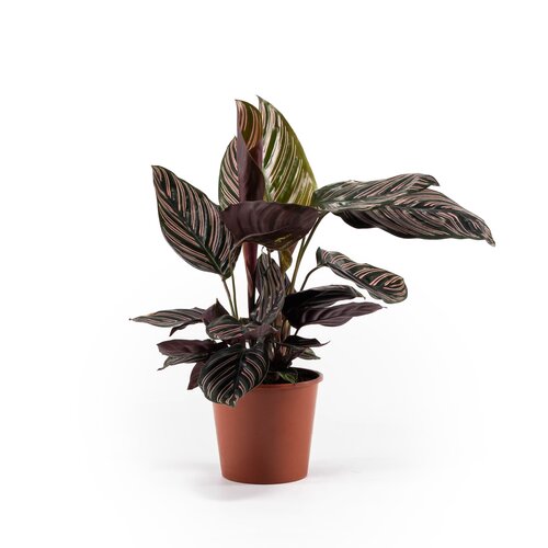 Calathea Ornata 14cm