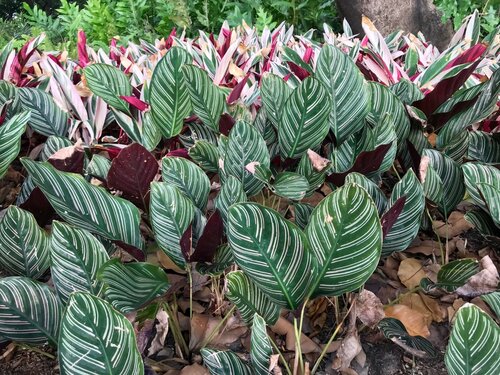 Calathea ornate 19cm - image 2