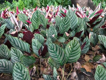 Calathea ornate 19cm - image 2