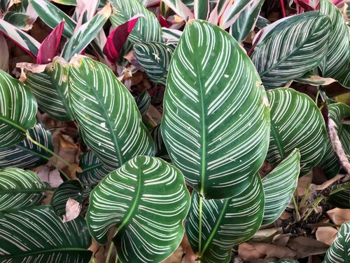 Calathea ornate 19cm - image 1