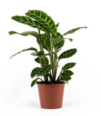 Calathea Zebrina 14cm