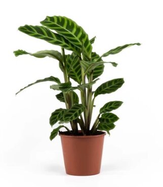 Calathea Zebrina 14cm