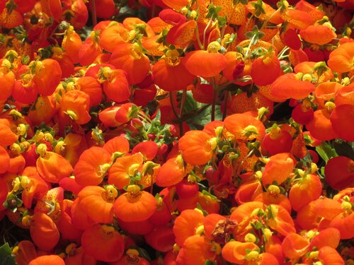 Calceolaria Orange 2 Litre