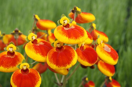 Calceolaria Yellow with Red 2 Litre