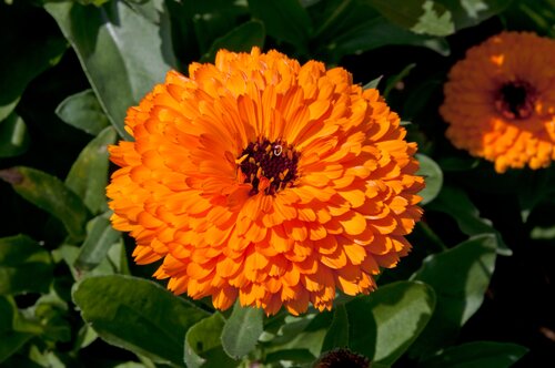 Calendula Fiesta Orange 1 Litre