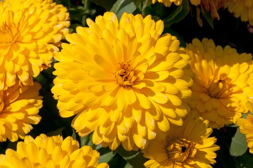 Calendula Fiesta Yellow 1 Litre