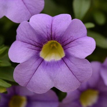Calibrachoa Bloomtastic Blue Sky 1 Litre