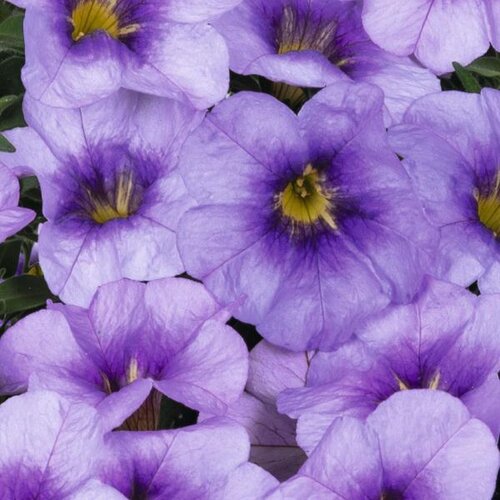 Calibrachoa Bloomtastic Blue Sky 1 Litre