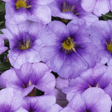 Calibrachoa Bloomtastic Blue Sky 1 Litre