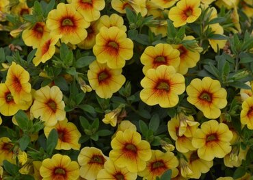 Calibrachoa Bloomtastic Pineapple 1 Litre
