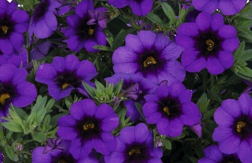 Calibrachoa Bloomtastic Purple 1 Litre