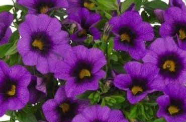 Calibrachoa Bloomtastic Purple 1 Litre